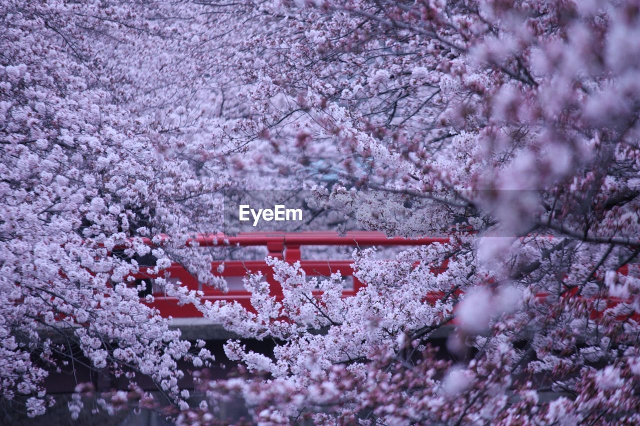 Pink cherry blossoms by footbridge