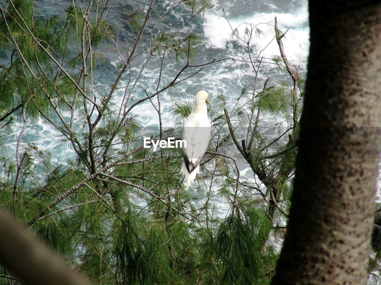 BIRD PERCHING ON BRANCH