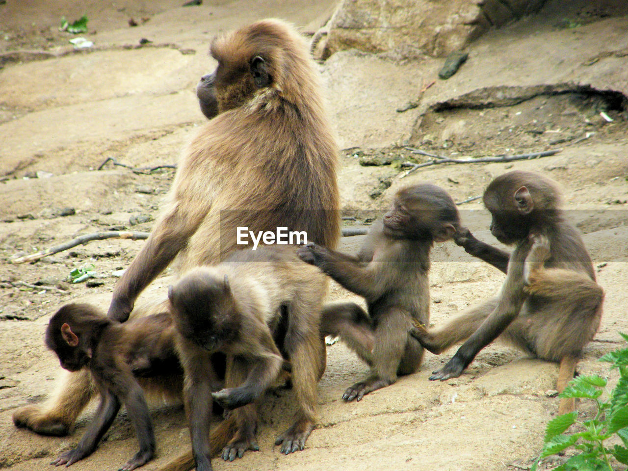 MONKEY SITTING IN A ZOO