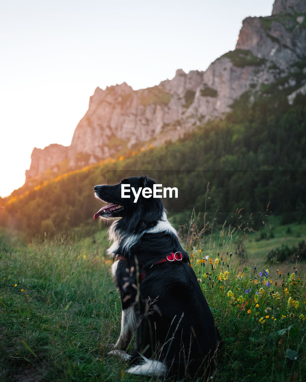 Dog sitting on field