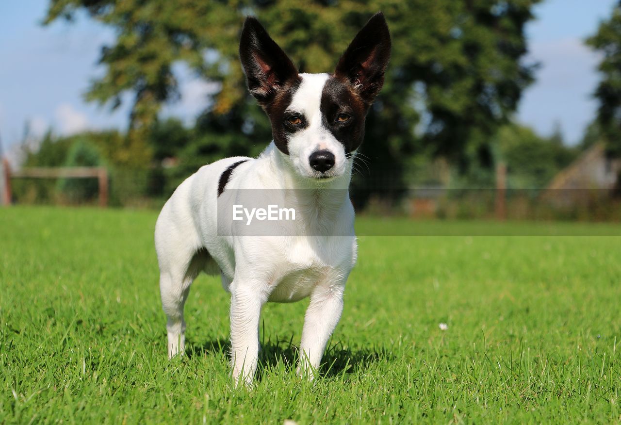 PORTRAIT OF DOG ON FIELD AGAINST TREES