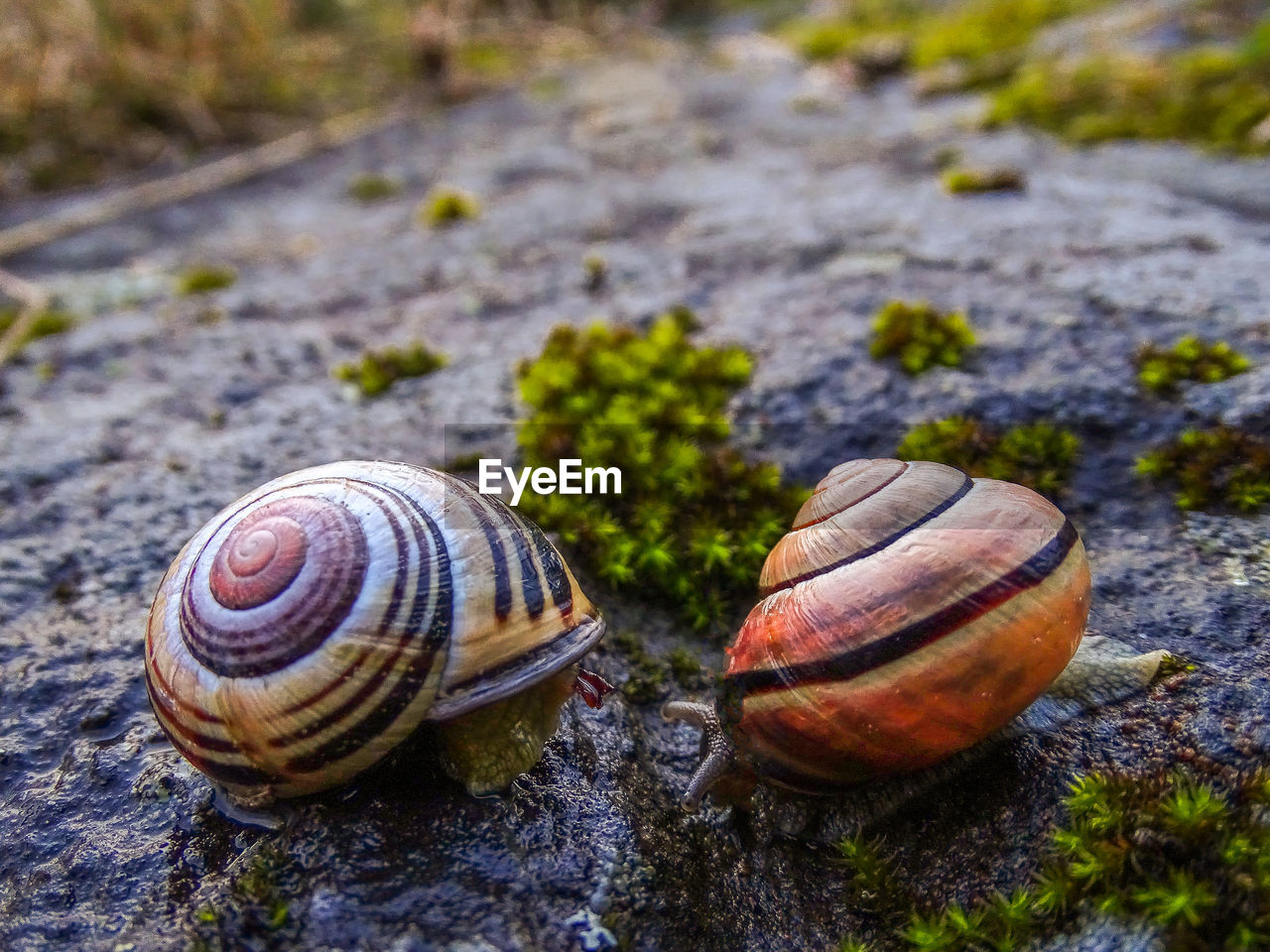 Close-up of snail