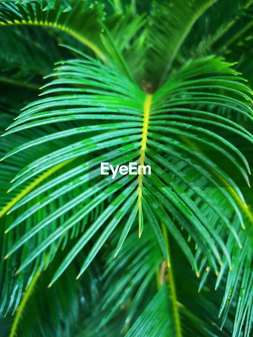 Close-up of green leaves