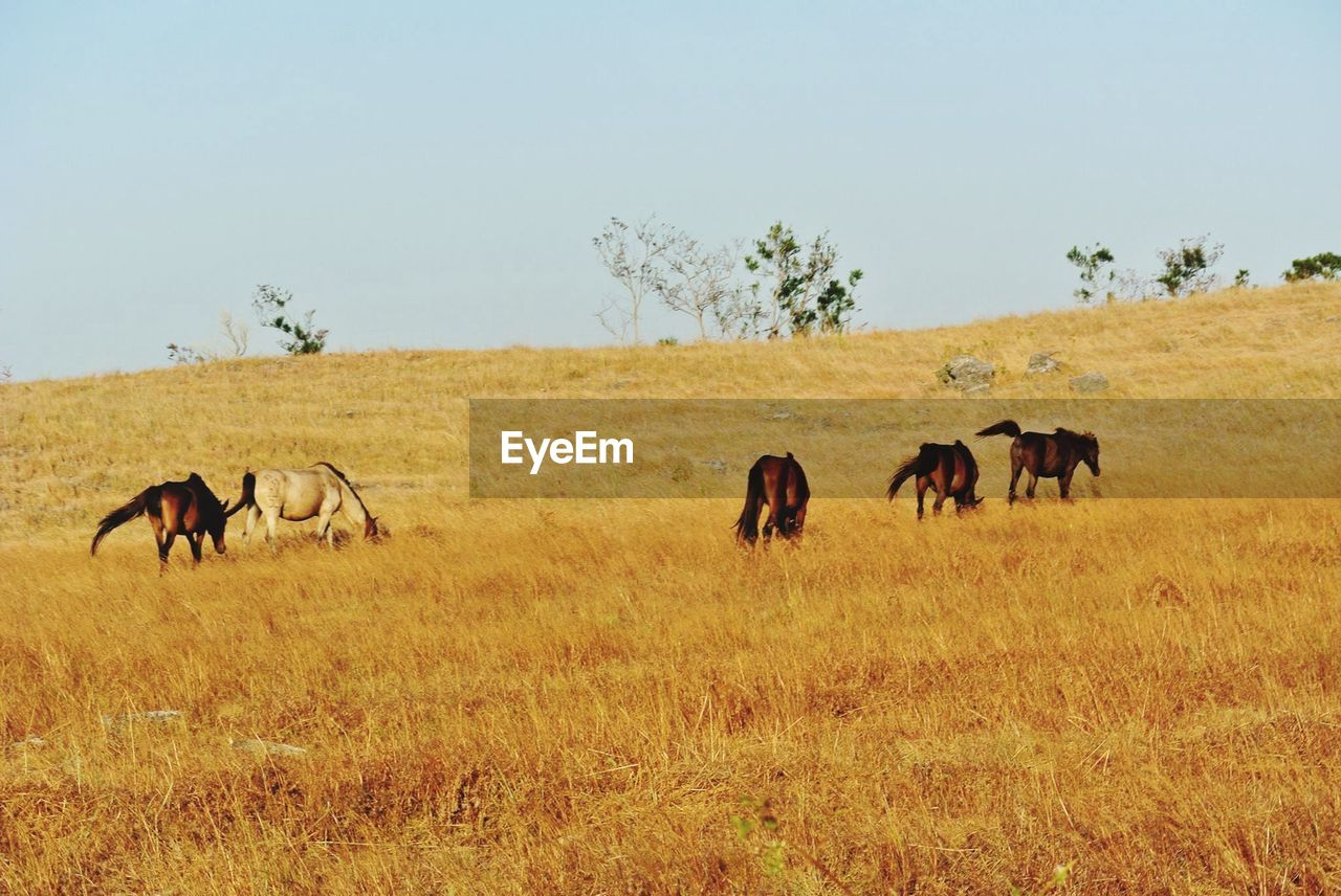 Horses on field against sky