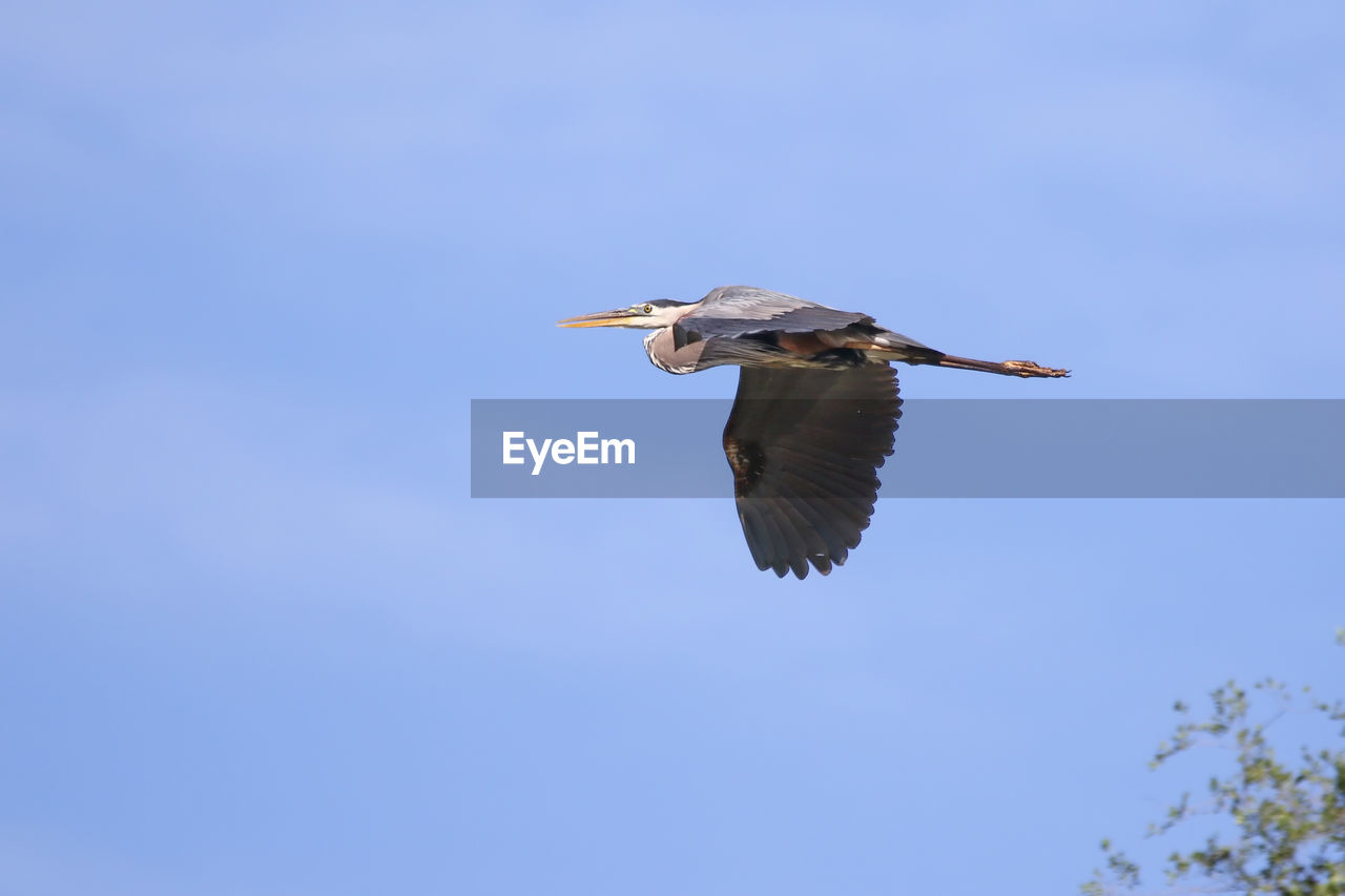 Low angle view of bird flying against clear sky