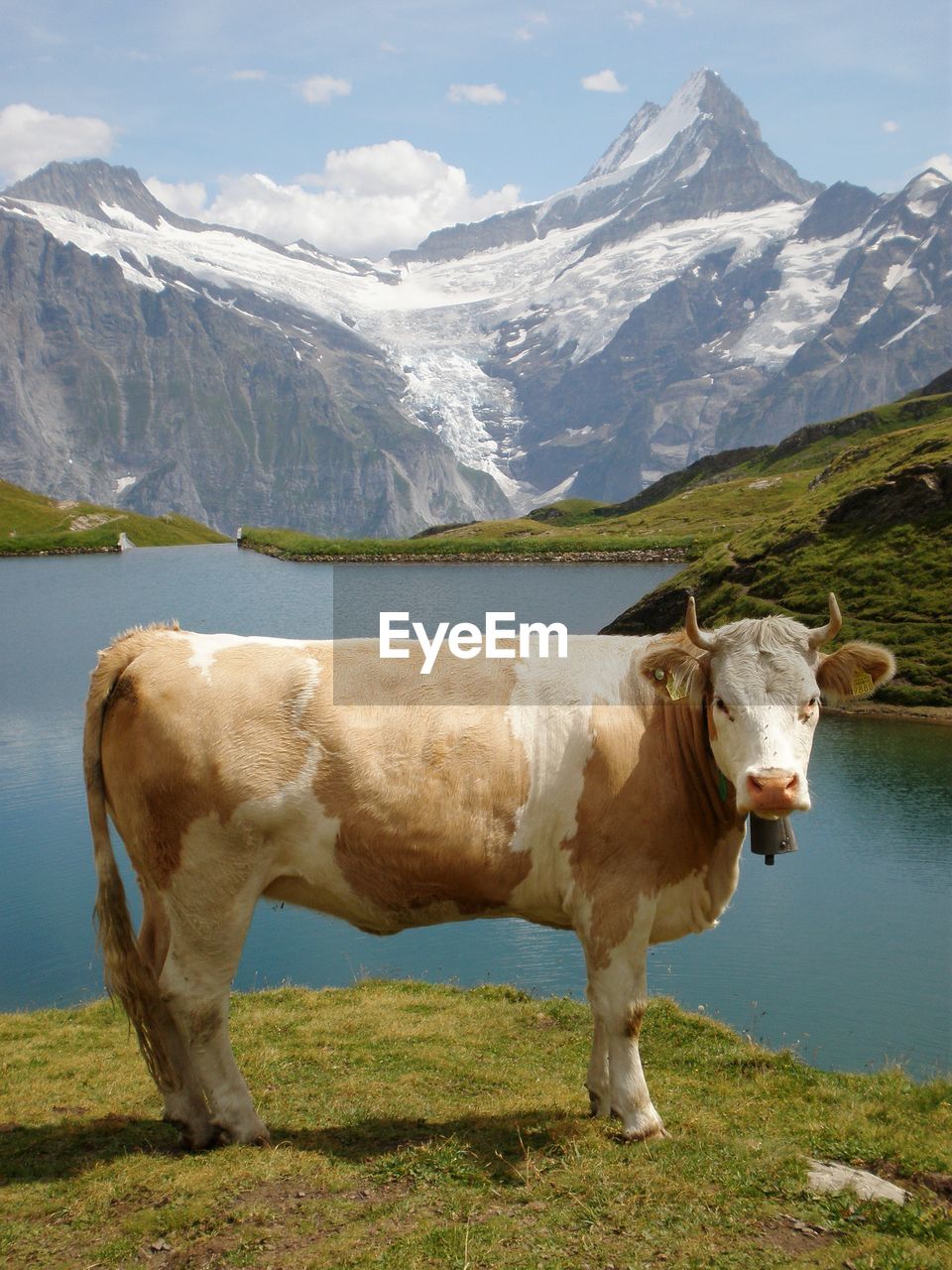Cow on grassy field and the high mountains