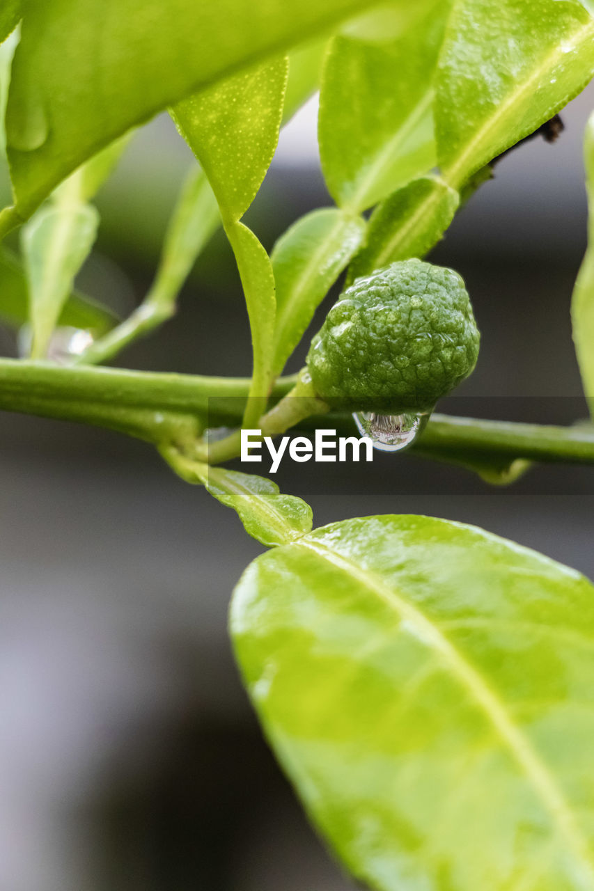 CLOSE-UP OF WATER DROPS ON PLANT