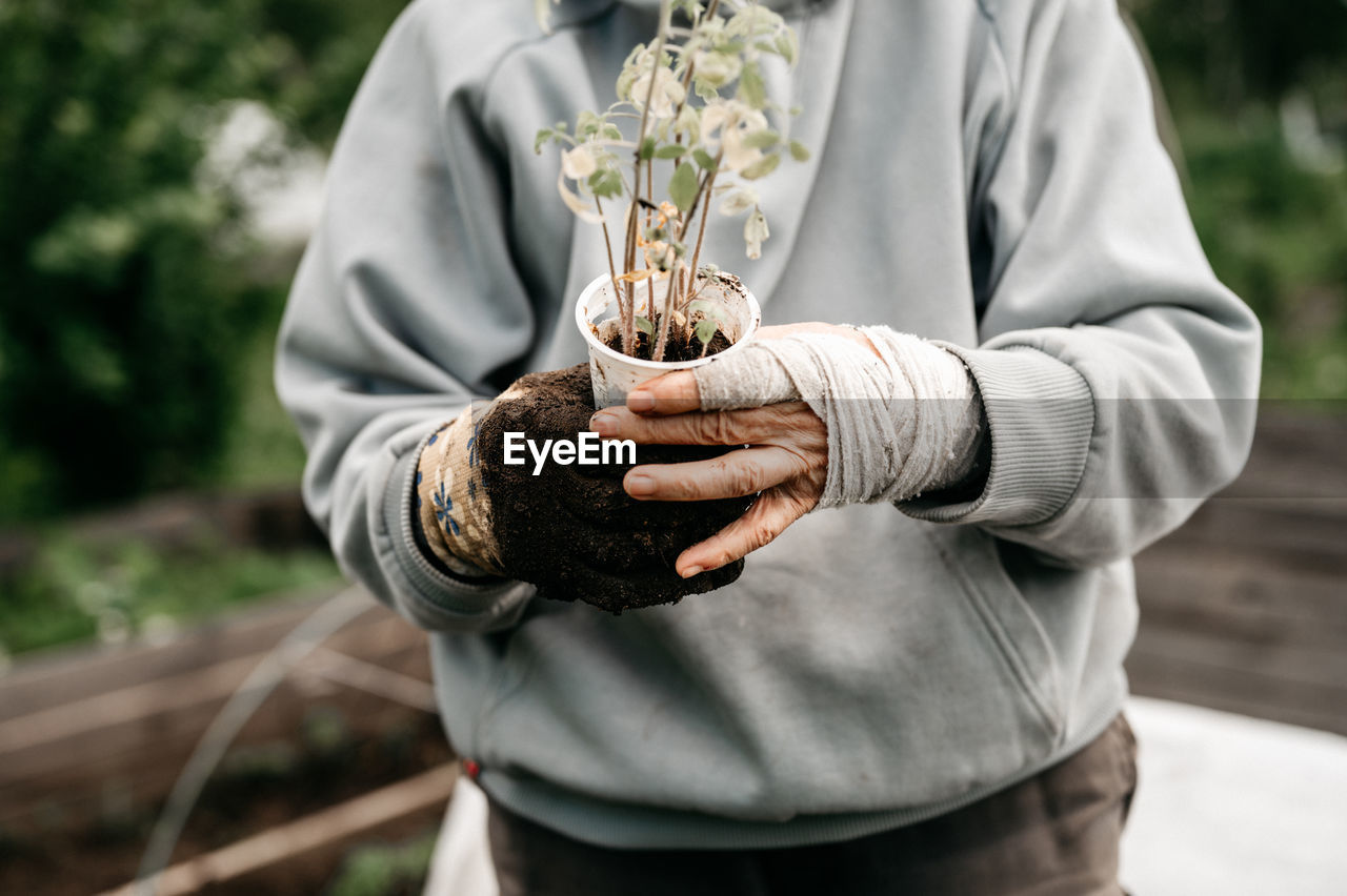 Female bandaged elderly hands of senior woman holding a recycled plastic cup with seedlings