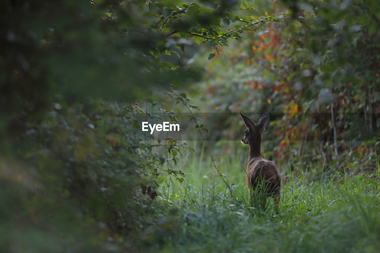 DEER IN FOREST