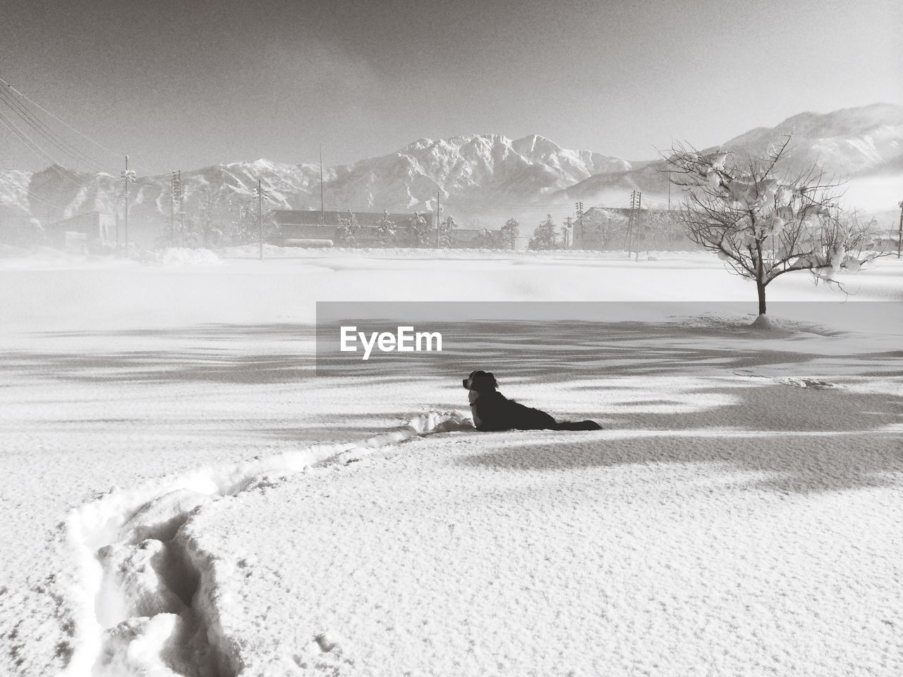 Bernese mountain dog relaxing on snow covered field