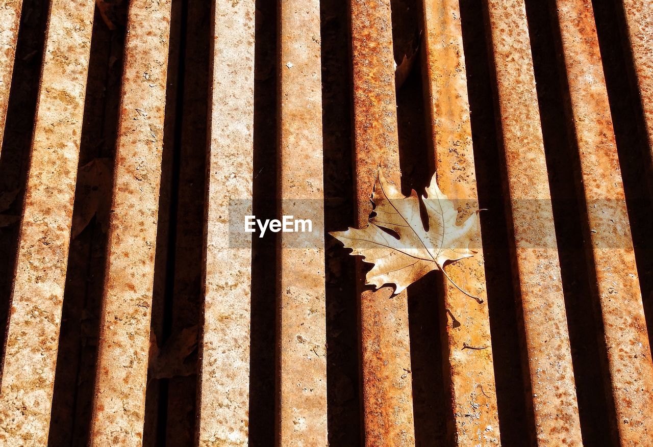 High angle view of dry maple leaf on rusty metal