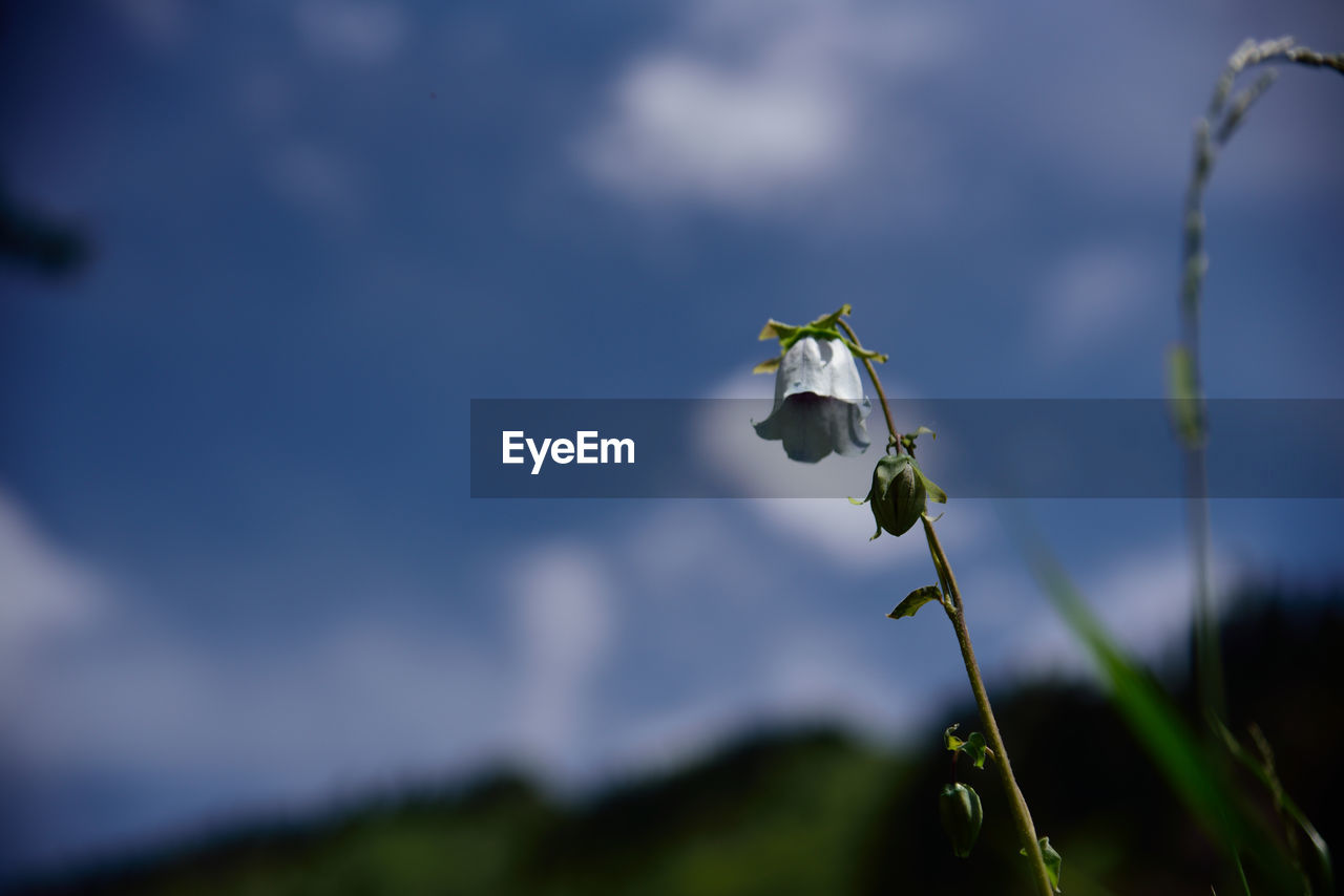 CLOSE-UP OF PLANT GROWING AGAINST BLURRED BACKGROUND