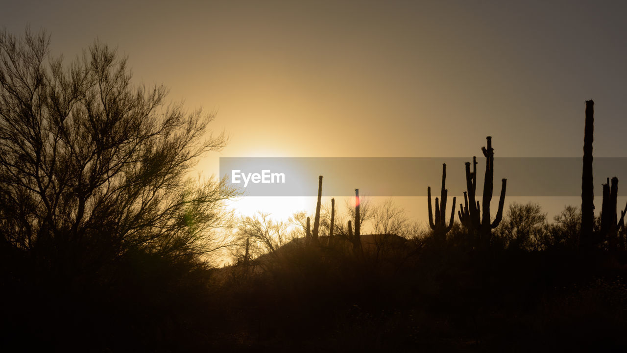 SILHOUETTE PLANTS AND TREES ON FIELD AGAINST SKY DURING SUNSET