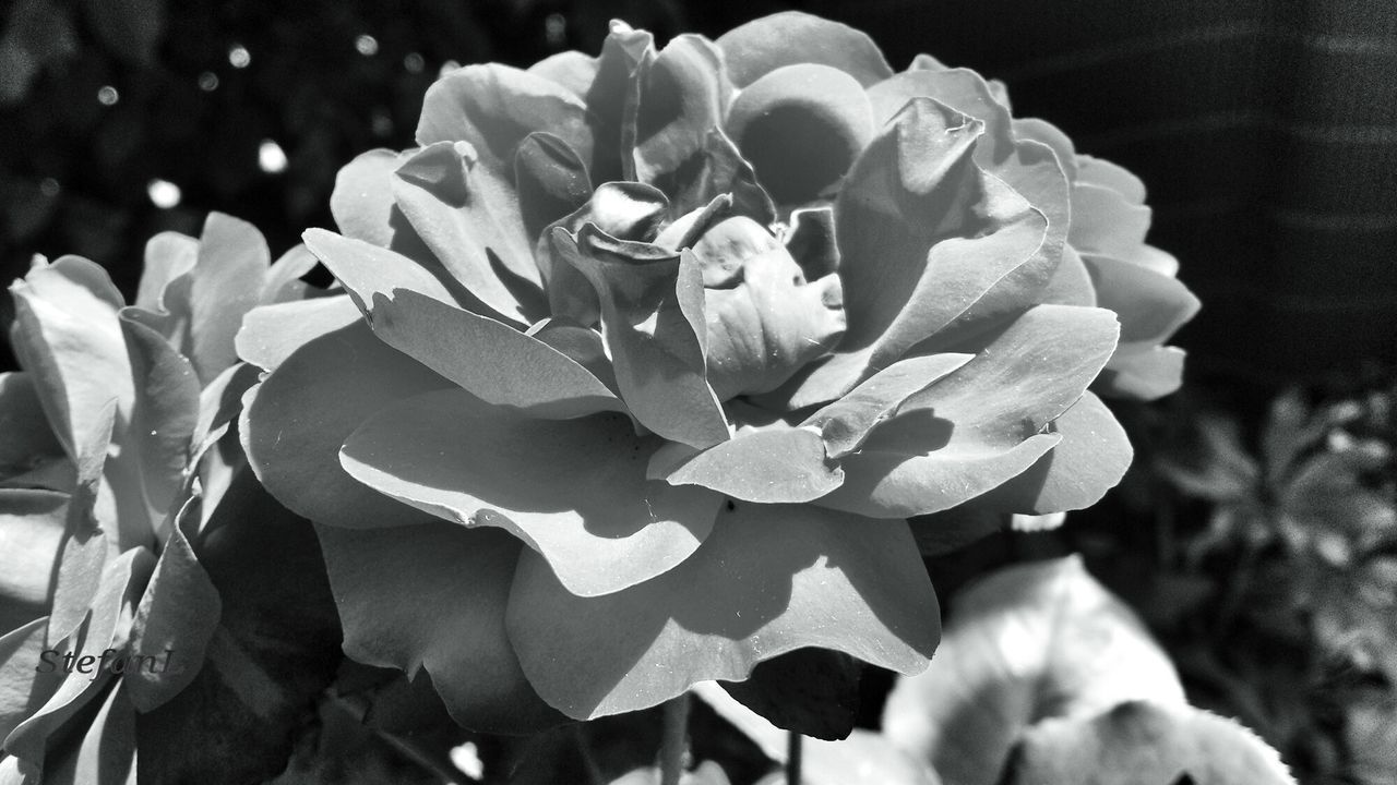 Close-up of flower blooming outdoors