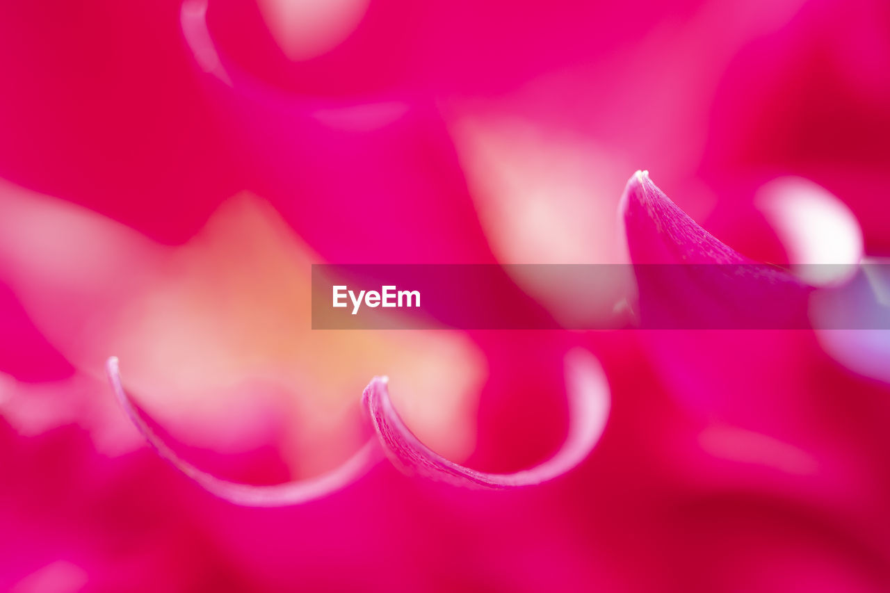 Extreme close up pink purple flower petals