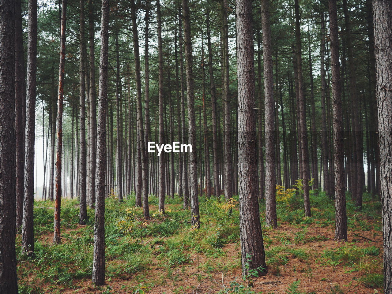 PINE TREE IN FOREST