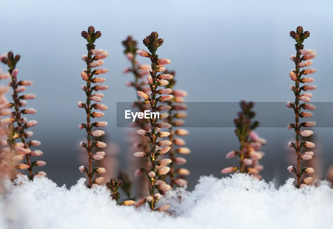 Close-up of snow against sky