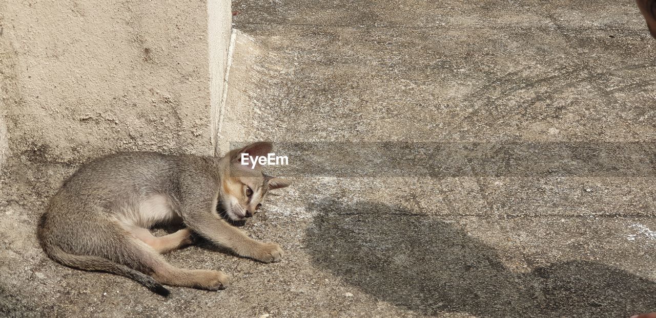 HIGH ANGLE VIEW OF A CAT SITTING ON WALL