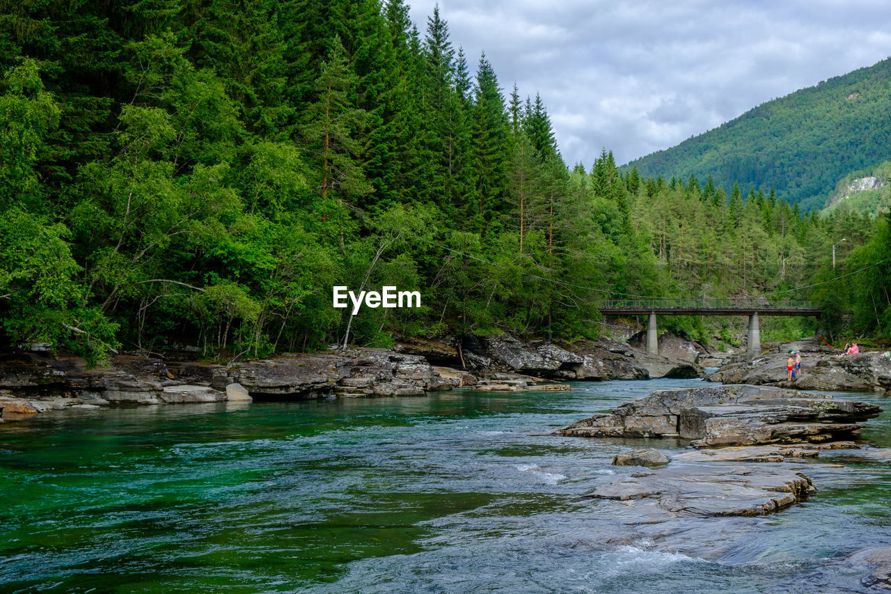 Scenic view of river in forest