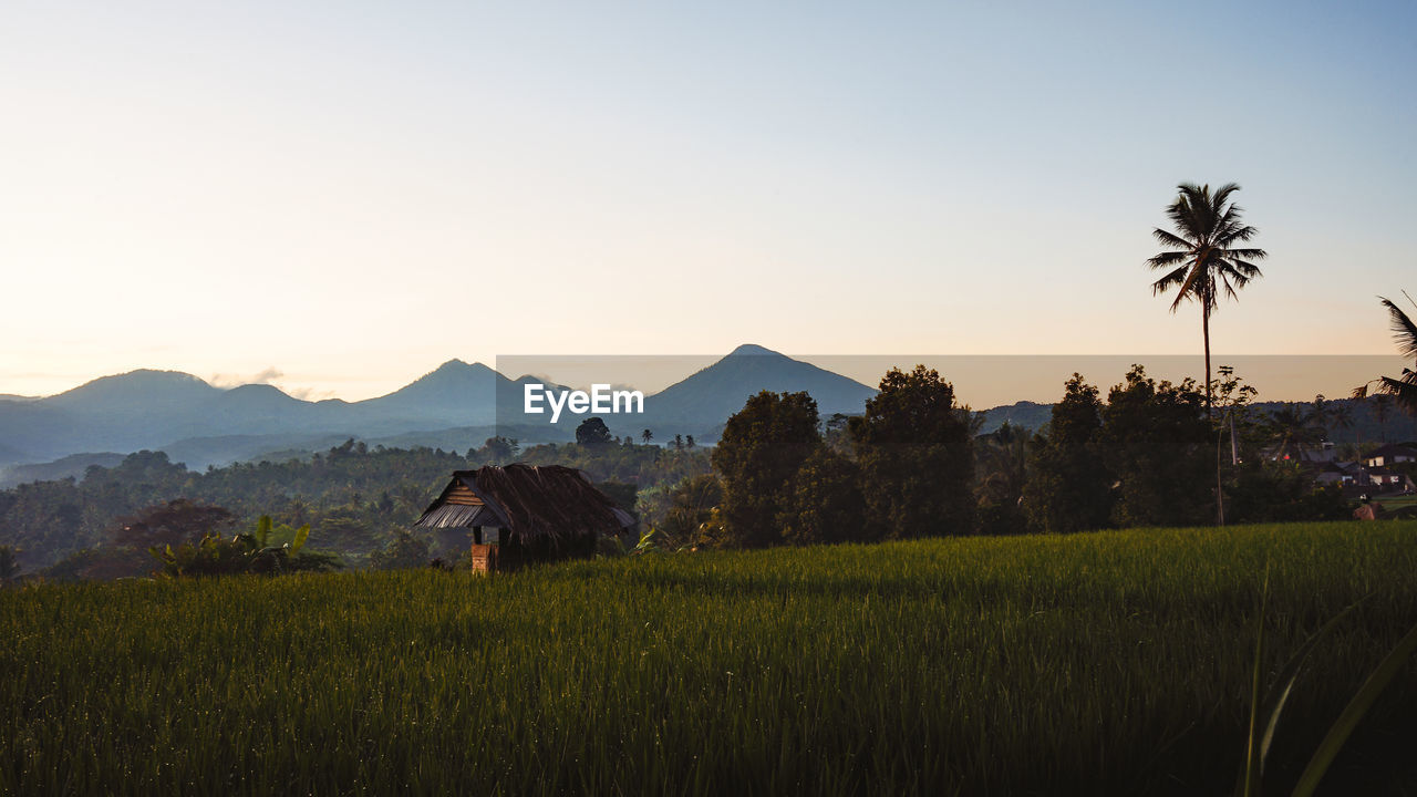 Scenic view of agricultural field against sky during sunset