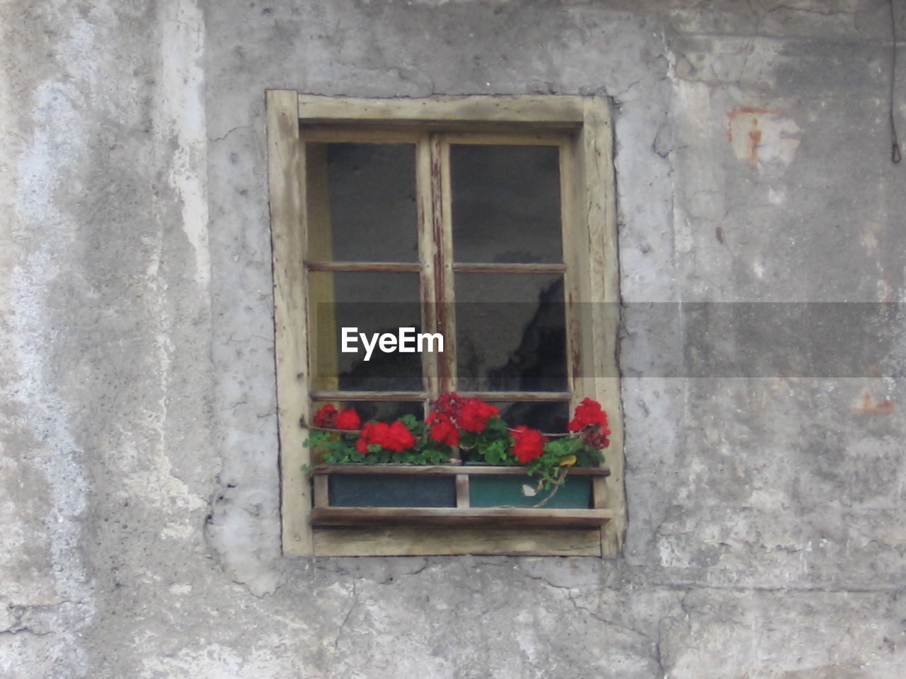 VIEW OF PLANTS AGAINST THE WALL