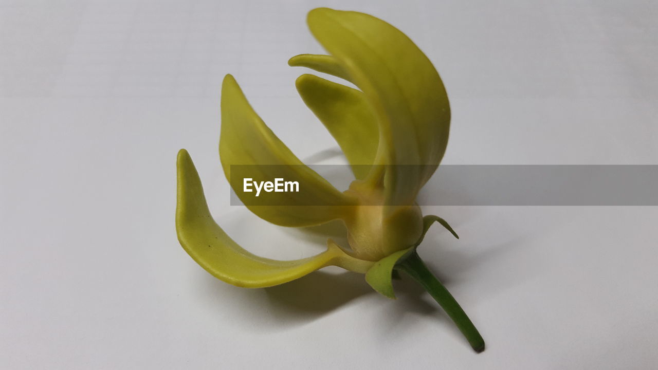 HIGH ANGLE VIEW OF FRESH WHITE FLOWER