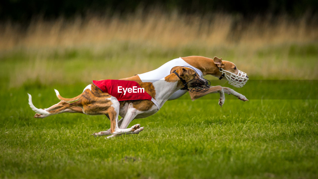 Two dogs running on grassy field