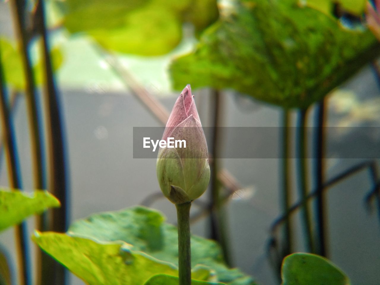 CLOSE-UP OF LOTUS FLOWER BUD