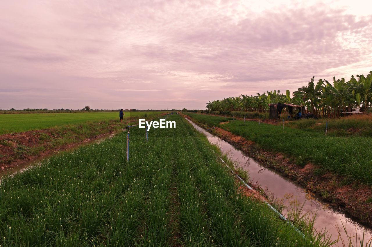 Garlic chive, vegetable planting in lowland condition, thailand