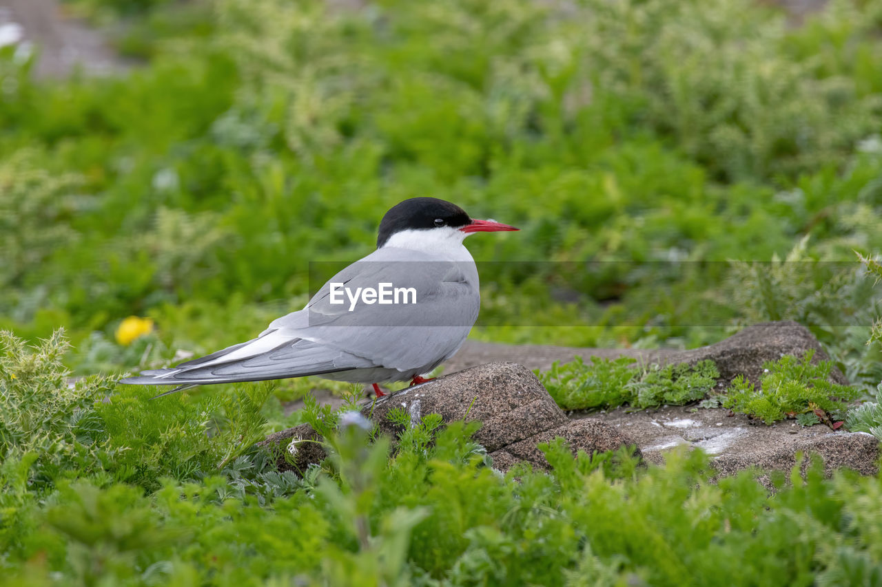 SIDE VIEW OF BIRD PERCHING ON GRASS