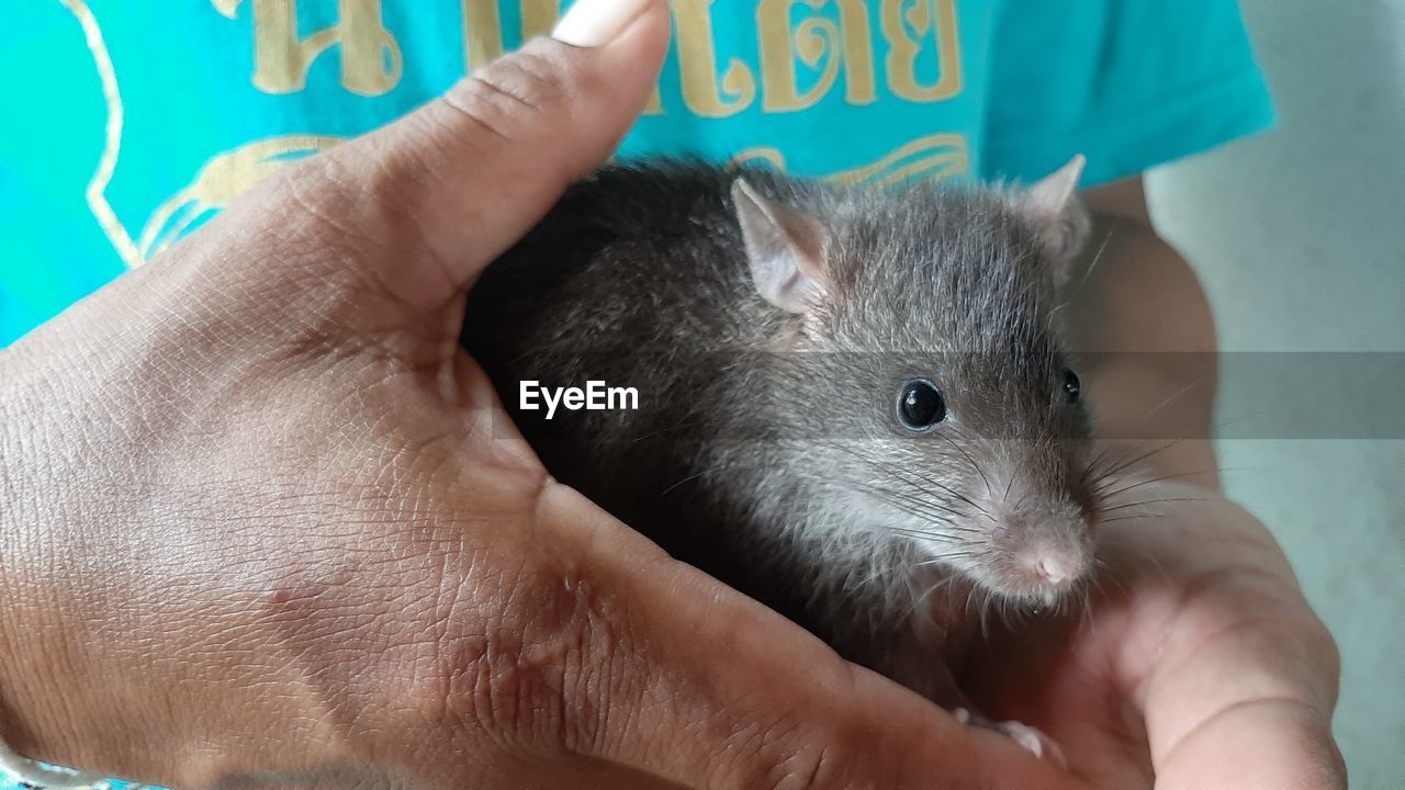 Midsection of man holding mouse