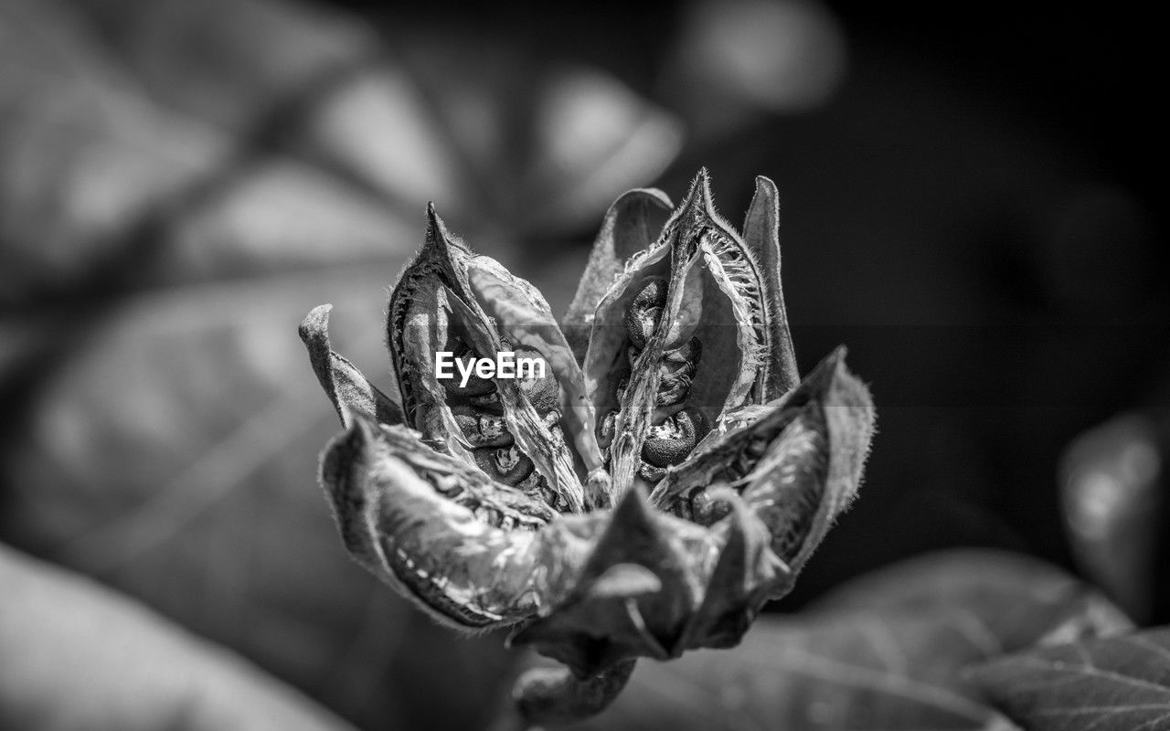 black, black and white, close-up, plant, macro photography, monochrome photography, leaf, monochrome, flower, beauty in nature, nature, focus on foreground, white, growth, flowering plant, plant part, freshness, darkness, still life photography, fragility, outdoors, no people, selective focus, day, petal