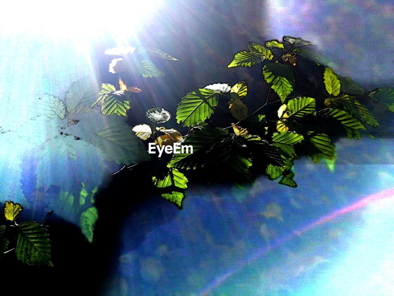 LOW ANGLE VIEW OF FLOWERING PLANT AGAINST BRIGHT SUNLIGHT