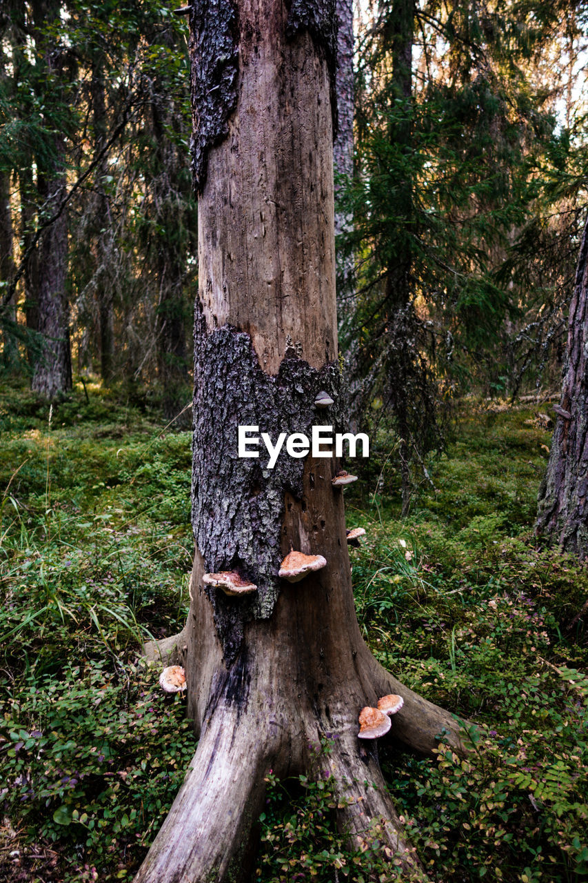 PINE TREE TRUNK IN FOREST