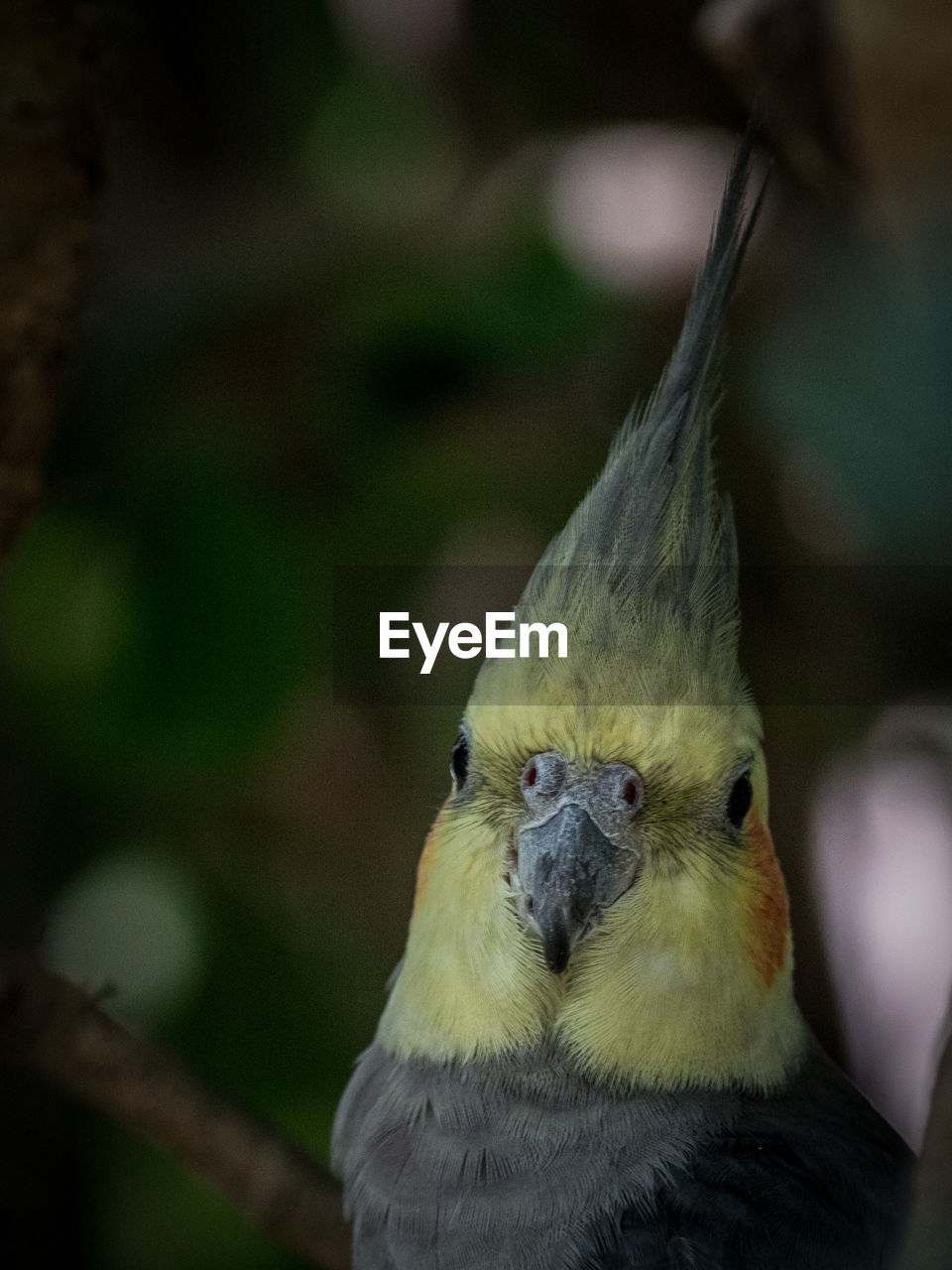 CLOSE-UP OF PARROT