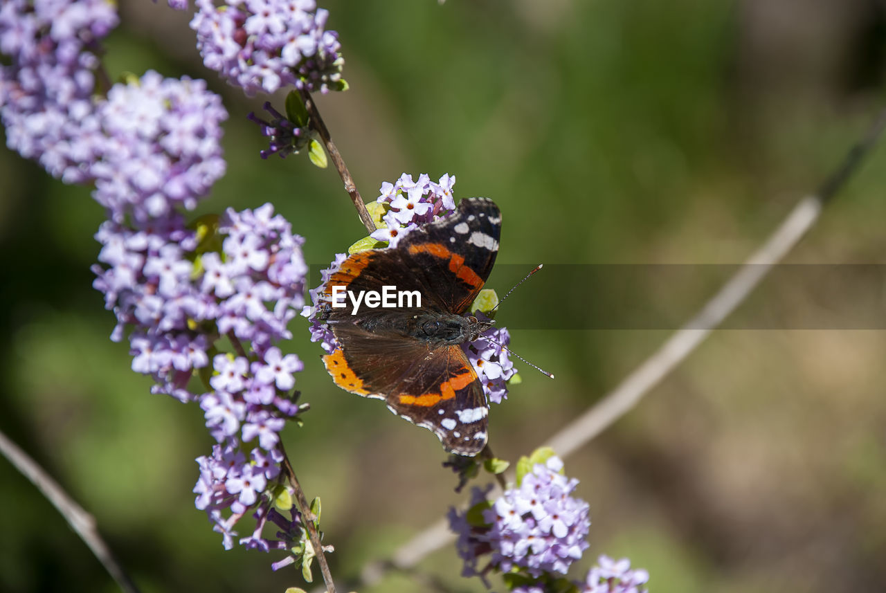 CLOSE-UP OF BUTTERFLY POLLINATING ON PURPLE FLOWERING