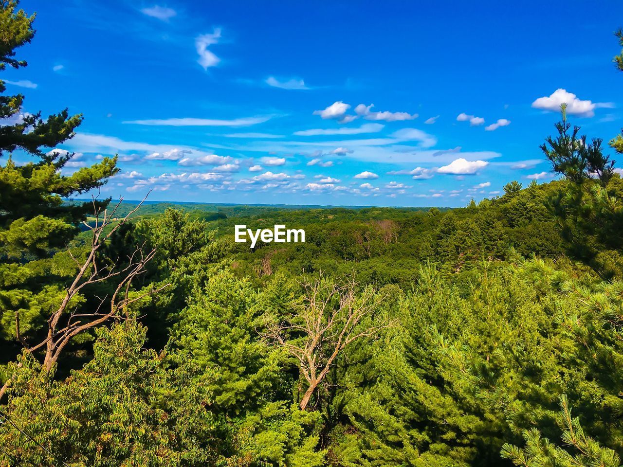 Dense forest trees against sky