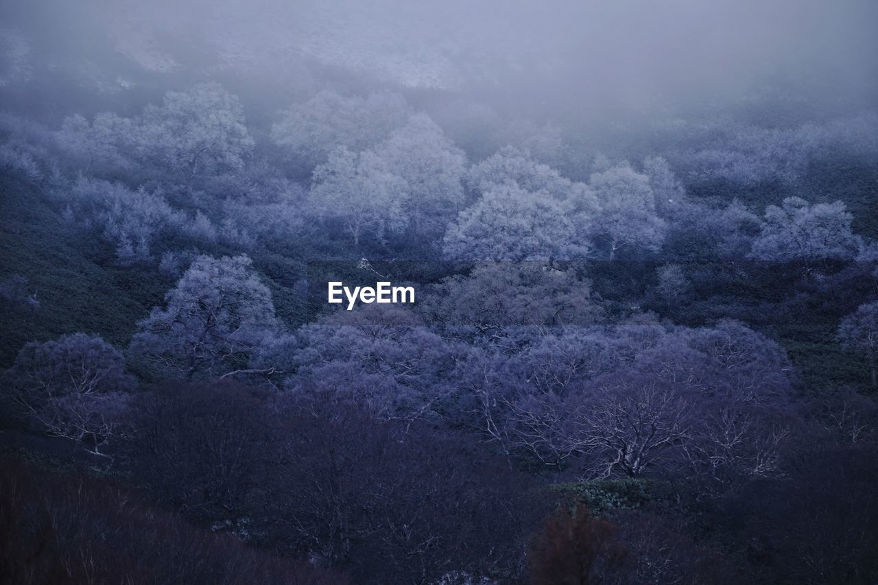 High angle view of trees in forest during winter