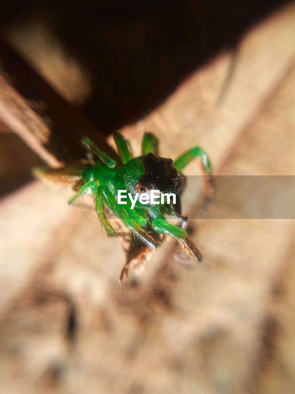 Macro shot of green spider