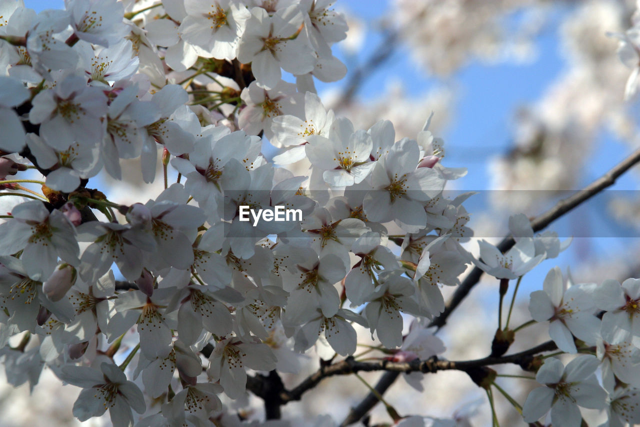 Close-up of apple blossoms in spring