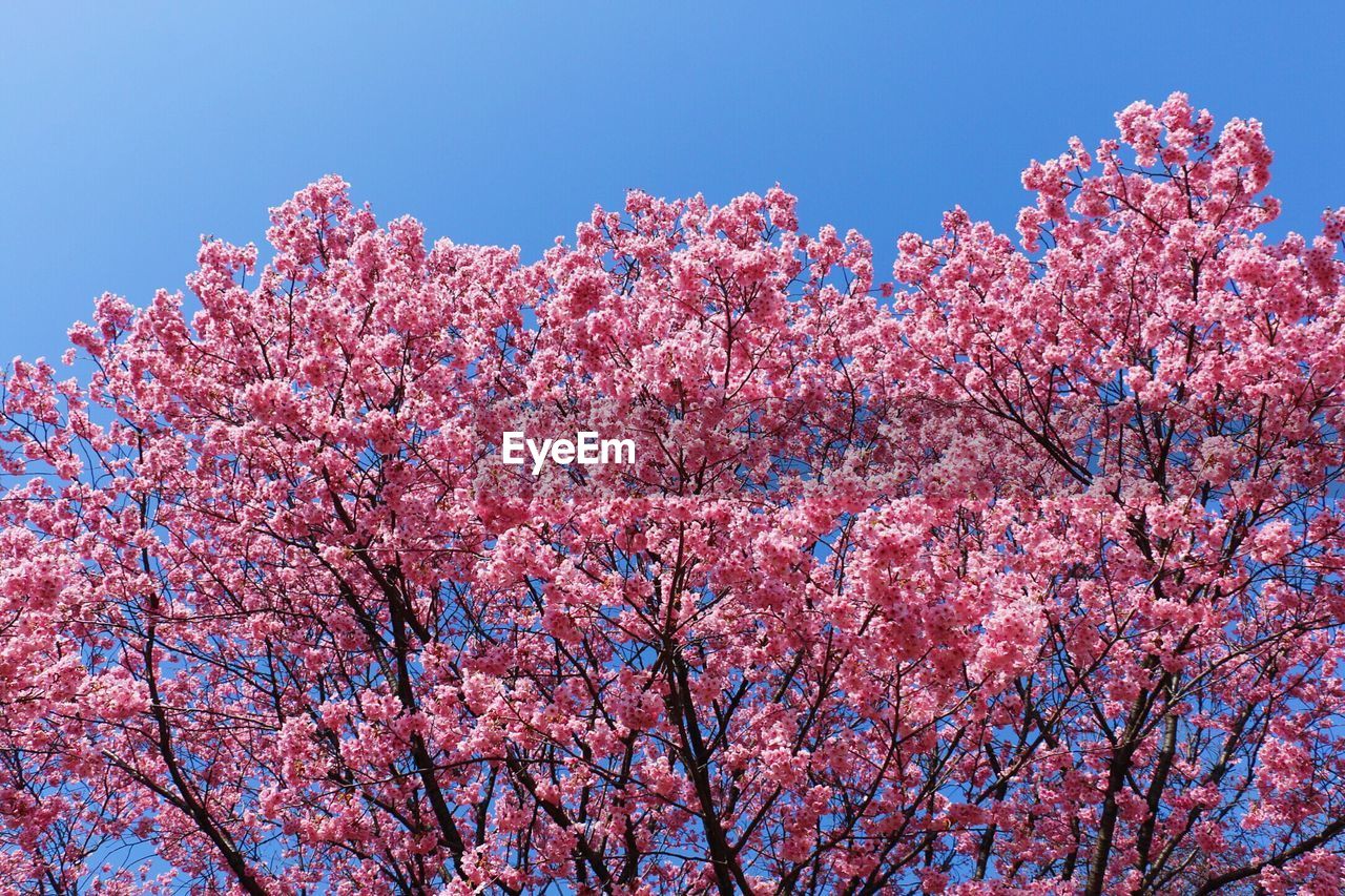 Low angle view of pink flowers blooming on tree