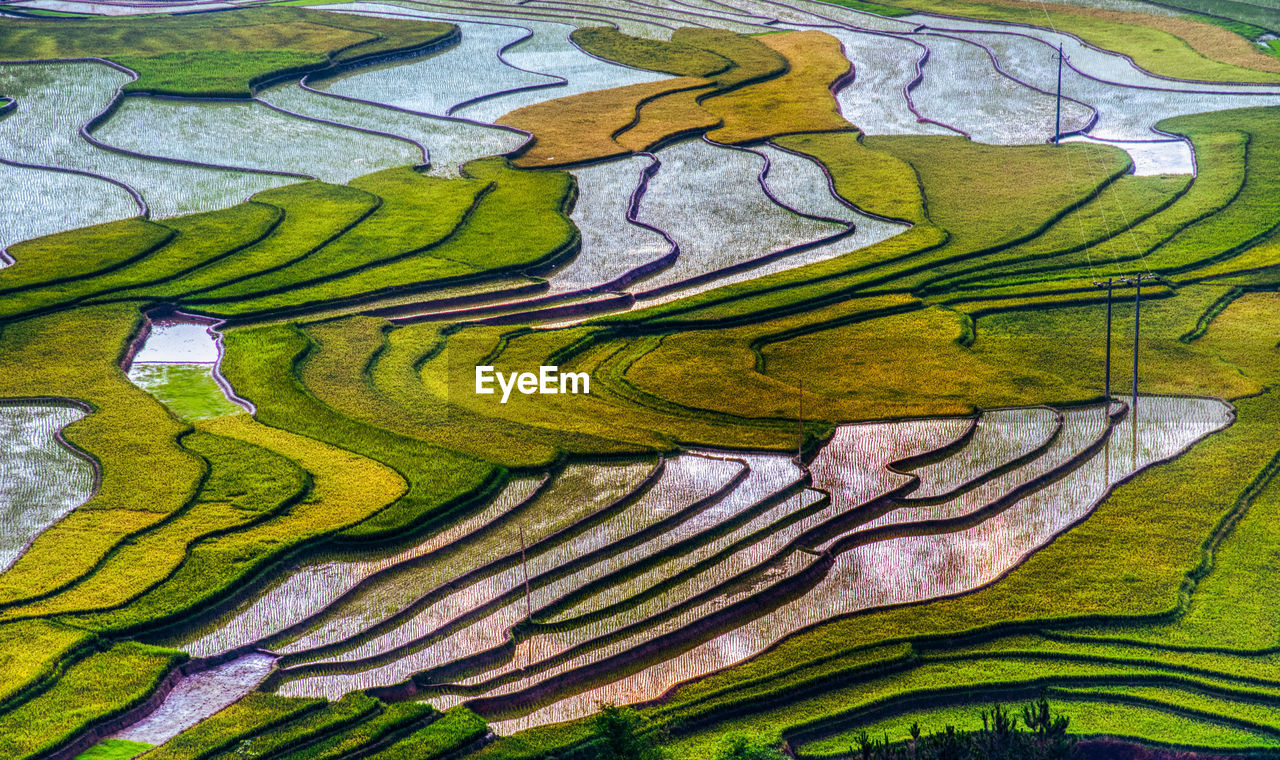 FULL FRAME SHOT OF RICE PADDY IN THE FARM