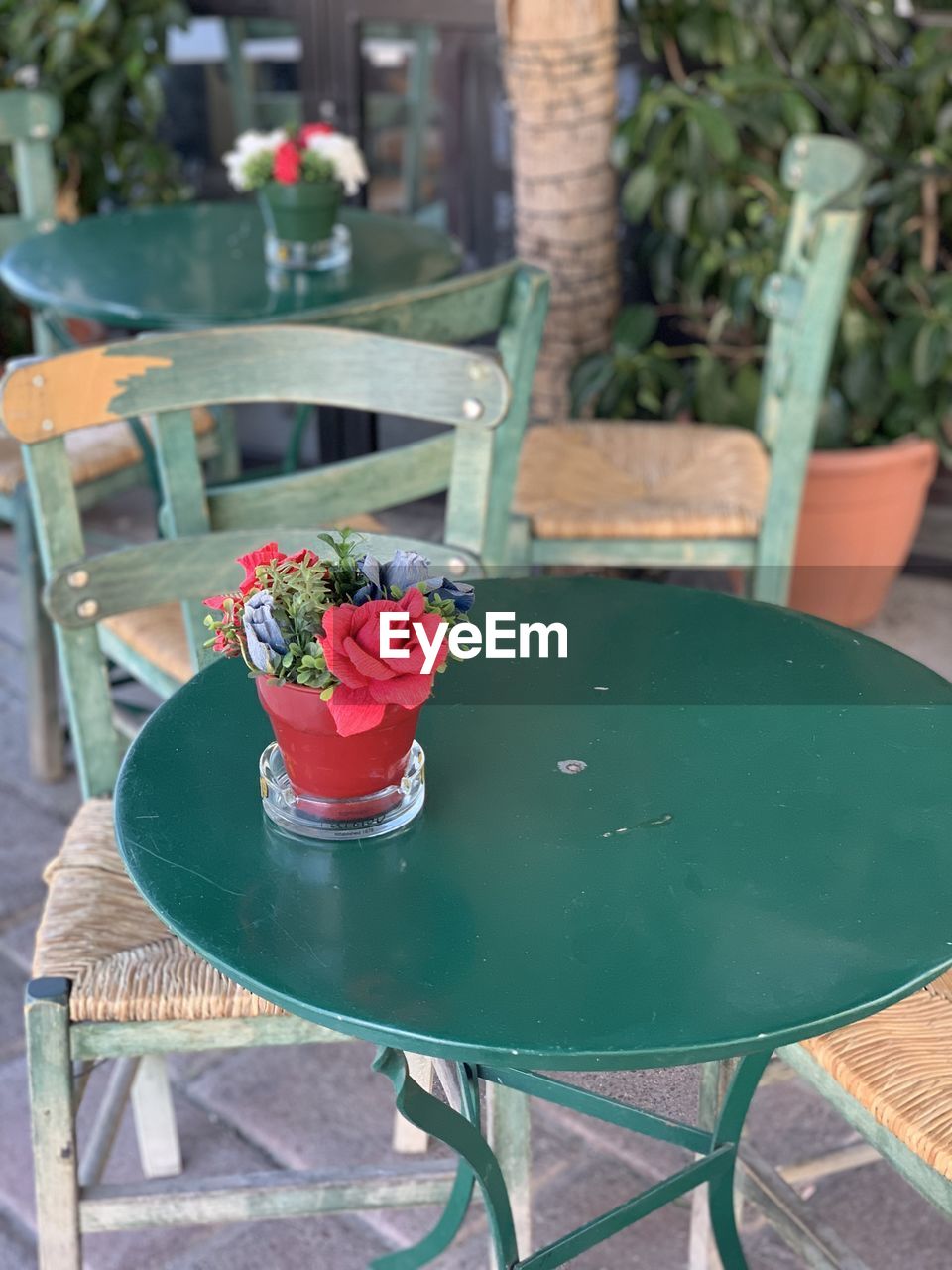 CLOSE-UP OF POTTED PLANT ON TABLE