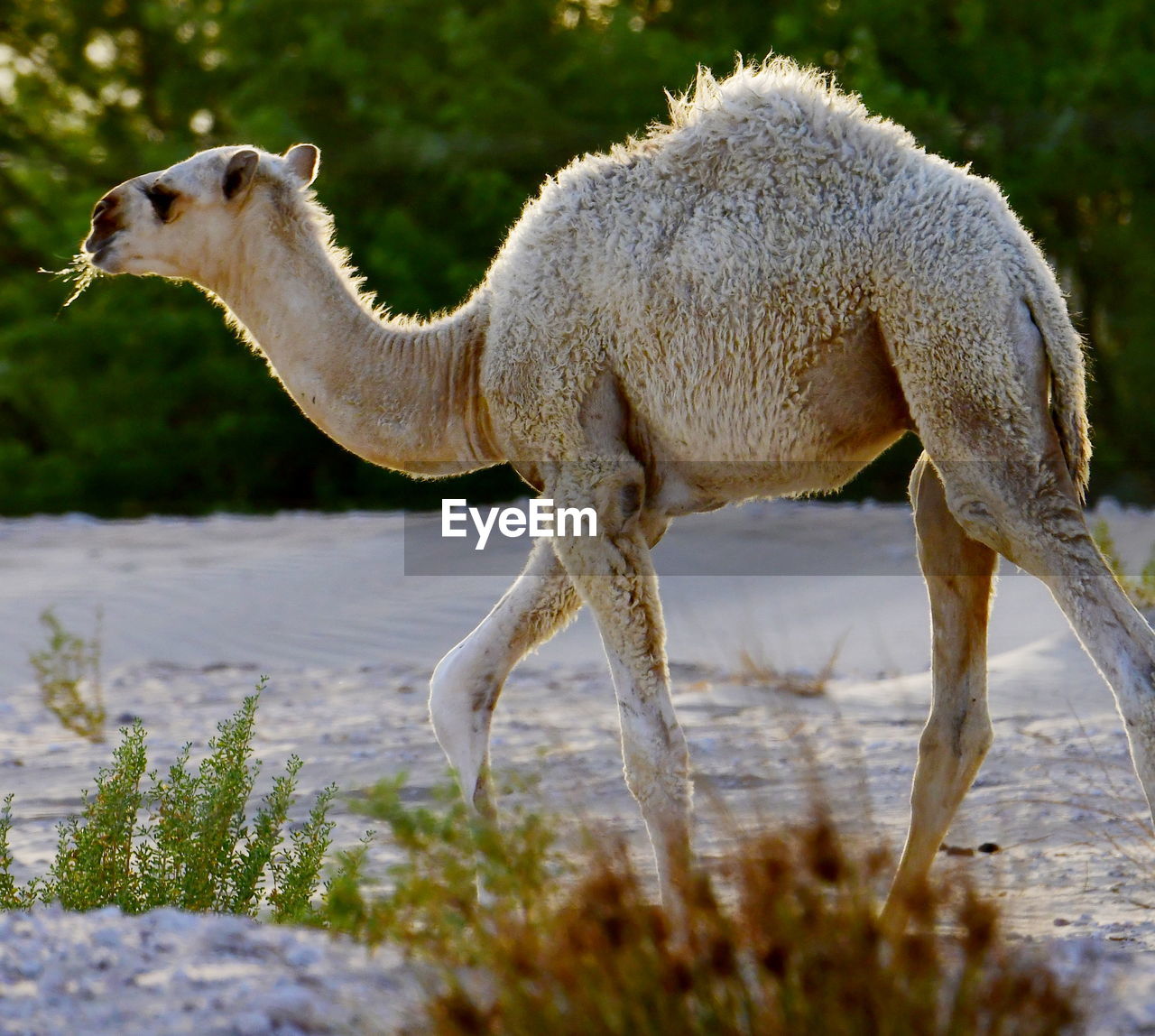 Desert camels in the wilderness in saudi arabia