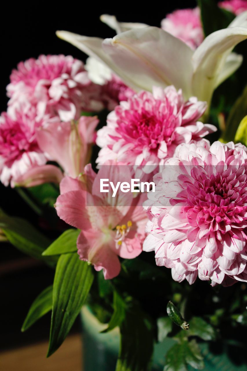 CLOSE-UP OF PINK FLOWER