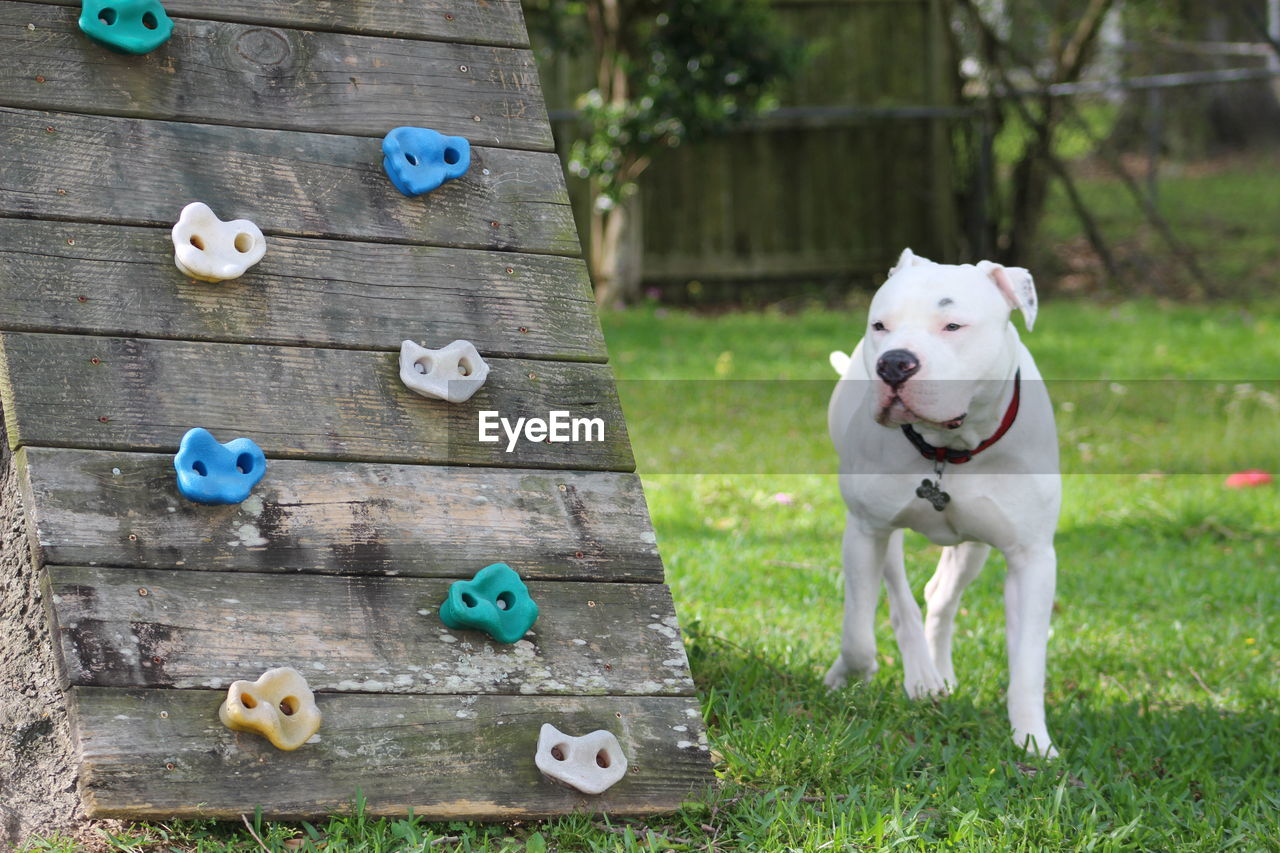 Dog walking by wooden structure on grassy field