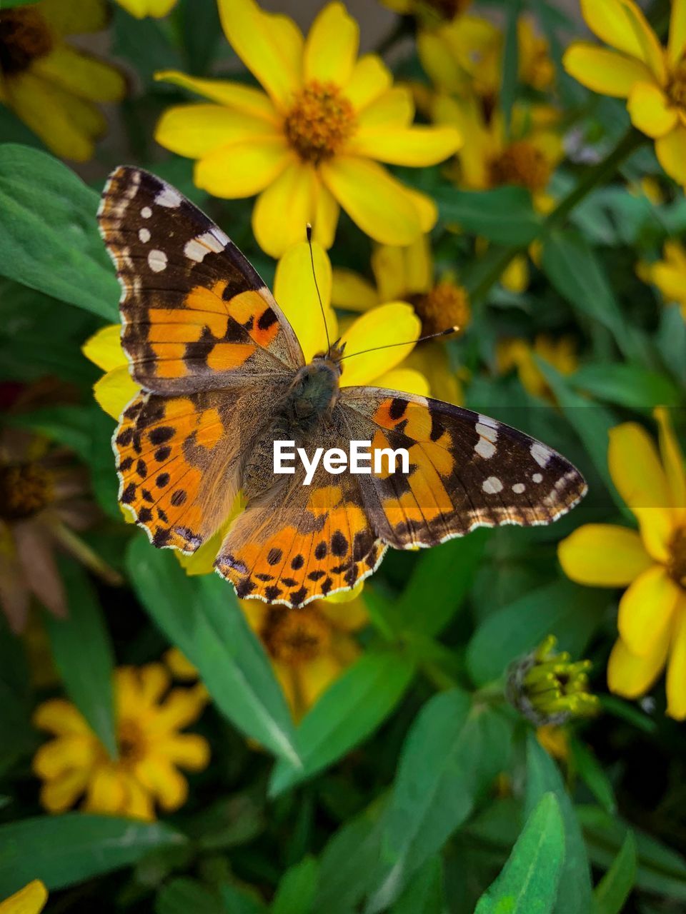 CLOSE-UP OF BUTTERFLY ON YELLOW FLOWER