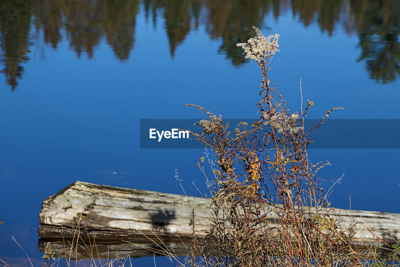TREE BY LAKE AGAINST BLUE SKY