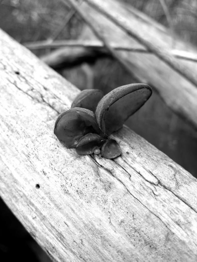 WOODEN PLANK ON WOODEN WALL