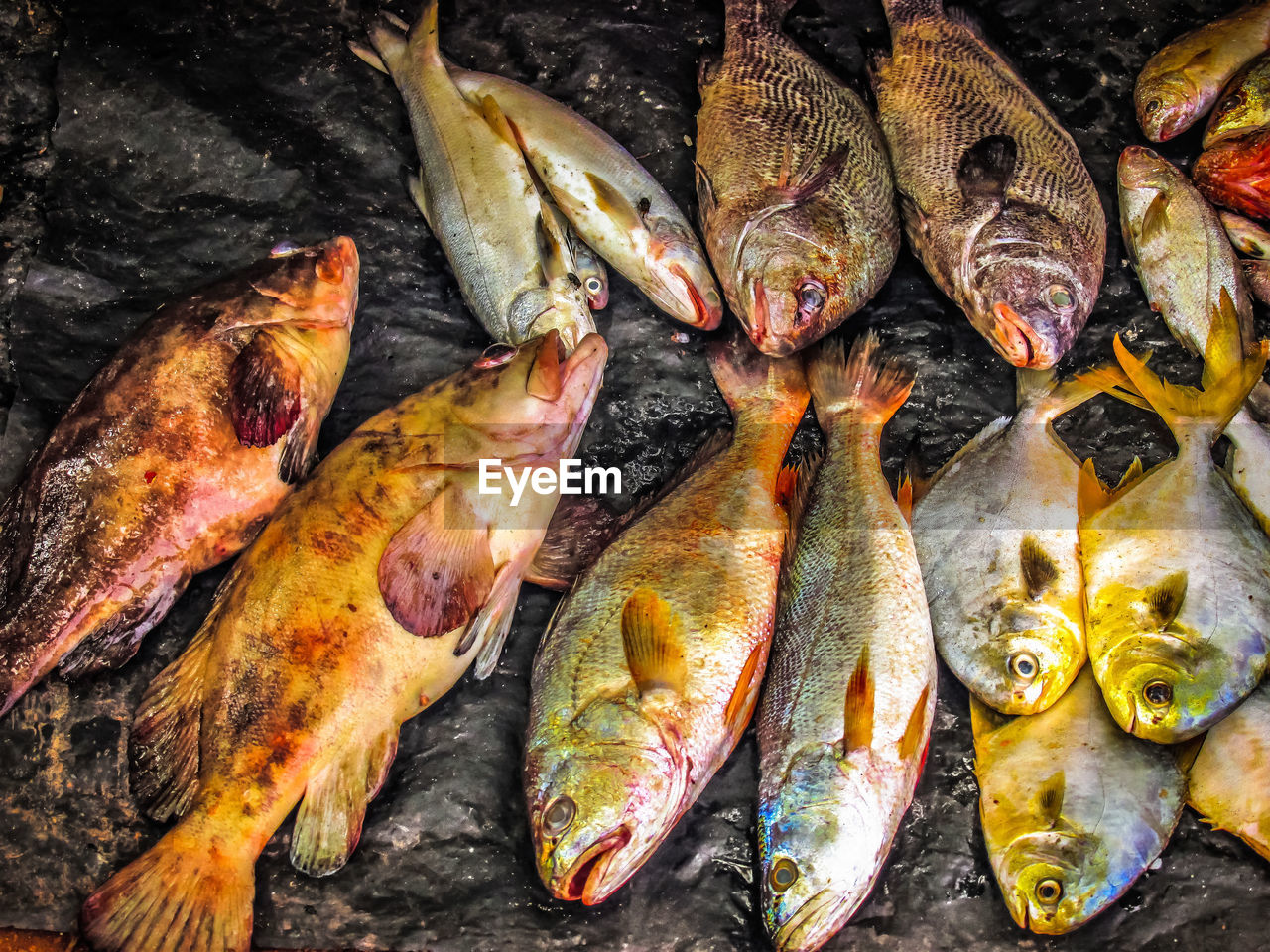 CLOSE-UP OF FISH FOR SALE